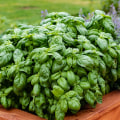 A Comprehensive Guide to Growing Basil in Your Own Garden