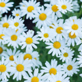 All You Need to Know About Daisies