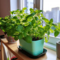 A Beginner's Guide to Growing Mint: Tips, Techniques, and Tools