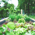 A Beginner's Guide to Raised Bed Gardening