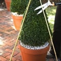 How to Master Topiary Pruning: Tips and Techniques for Your Do-It-Yourself Garden