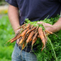 The Ultimate Guide to Growing Delicious Carrots at Home