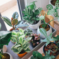 Choosing the Right Houseplants: Tips and Techniques for Indoor Gardening