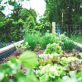 The Ultimate Guide to Vegetable Gardens