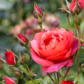 Roses: The Ultimate Guide for DIY Gardeners