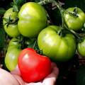 Tomatoes: A Beginner's Guide to Growing and Maintaining Your Own Garden