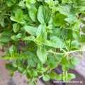 The Magic of Oregano: Tips for Growing and Maintaining this Versatile Herb