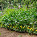 Intercropping Techniques: How to Design and Maintain a Successful Organic Garden