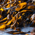 All You Need to Know About Seaweed Extract for Organic Gardening