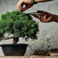 Bonsai Shaping: Tips and Techniques for Creating Your Own Beautiful Garden