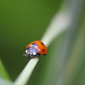 Beneficial Insects: The Key to Successful Do-It-Yourself Gardening