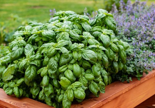 A Comprehensive Guide to Growing Basil in Your Own Garden