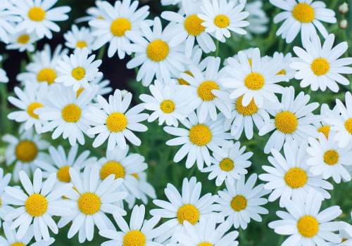 All You Need to Know About Daisies