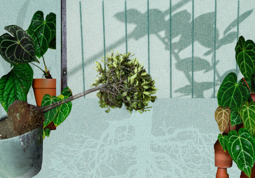 Repotting Techniques: How to Design and Maintain a Beautiful Indoor Garden