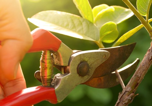 All You Need to Know About Pruning Shears