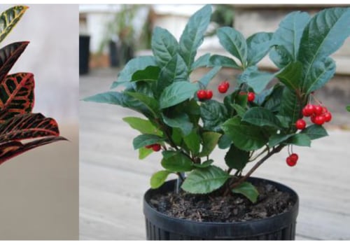 Natural Light vs Artificial Light: A Comprehensive Comparison for Indoor Gardening