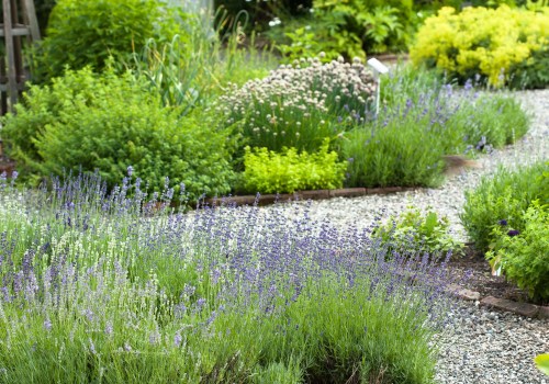 How to Create and Maintain a Successful Herb Garden