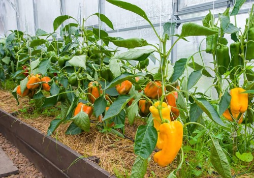 A Beginner's Guide to Growing Peppers: Tips and Techniques for DIY Gardening
