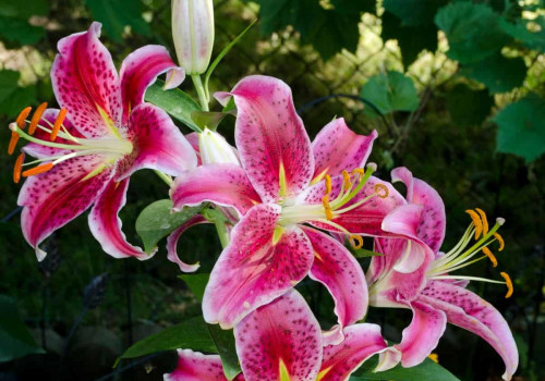 All About Lilies: A Comprehensive Guide to Growing and Maintaining These Beautiful Flowers