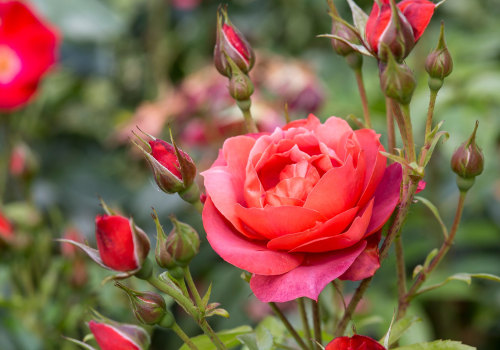 Roses: The Ultimate Guide for DIY Gardeners