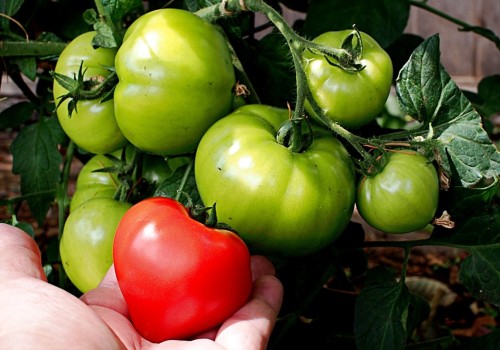 Tomatoes: A Beginner's Guide to Growing and Maintaining Your Own Garden