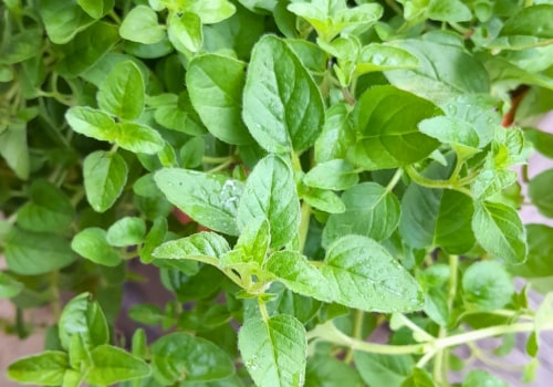 The Magic of Oregano: Tips for Growing and Maintaining this Versatile Herb