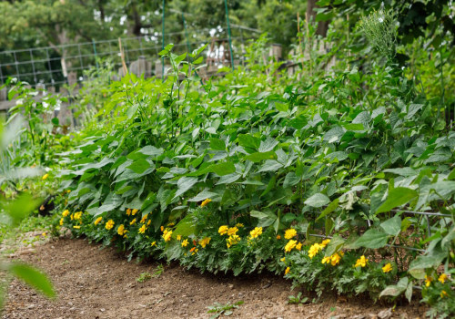 Intercropping Techniques: How to Design and Maintain a Successful Organic Garden
