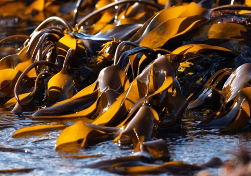 All You Need to Know About Seaweed Extract for Organic Gardening