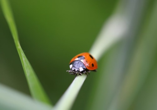 Beneficial Insects: The Key to Successful Do-It-Yourself Gardening
